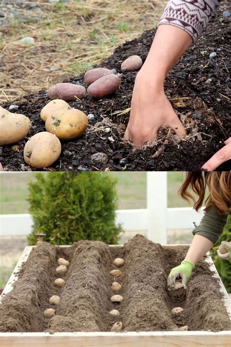 Choosing which potatoes to plant. Look for seed potatoes at your local nursery, as well as seed catalogs. While choosing potato varieties to plant, be sure to check out the wonderful assortment of sizes, colors, and shapes available to home gardeners.. Early season potatoes take between 60 and 70 days and include Early Rose, Irish Cobbler, and …